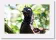 LaPaz - 018 * Gray-headed Chachalaca * Gray-headed Chachalaca